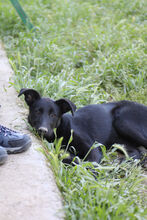 PERLA, Hund, Labrador-Mix in Spanien - Bild 7