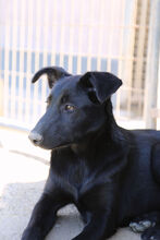 PERLA, Hund, Labrador-Mix in Spanien - Bild 8