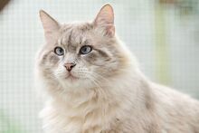 VALENTINO, Katze, Ragdoll-Mix in Wuppertal - Bild 10