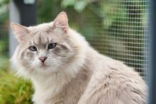 VALENTINO, Katze, Ragdoll-Mix in Wuppertal - Bild 11