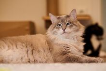 VALENTINO, Katze, Ragdoll-Mix in Wuppertal - Bild 4