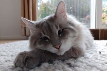 VALENTINO, Katze, Ragdoll-Mix in Wuppertal - Bild 6