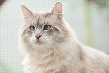 VALENTINO, Katze, Ragdoll-Mix in Wuppertal - Bild 7