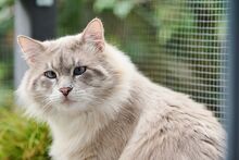 VALENTINO, Katze, Ragdoll-Mix in Wuppertal - Bild 8