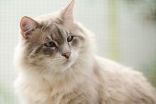 VALENTINO, Katze, Ragdoll-Mix in Wuppertal - Bild 9