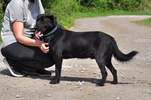 BRUNOS201, Hund, Mischlingshund in Slowakische Republik - Bild 9