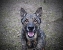 ARCOS, Hund, Deutscher Schäferhund-Mix in Rumänien - Bild 1