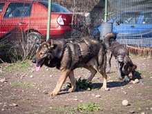 ARCOS, Hund, Deutscher Schäferhund-Mix in Rumänien - Bild 10