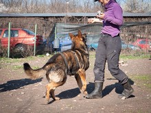 ARCOS, Hund, Deutscher Schäferhund-Mix in Rumänien - Bild 11