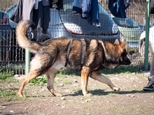 ARCOS, Hund, Deutscher Schäferhund-Mix in Rumänien - Bild 12