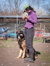 ARCOS, Hund, Deutscher Schäferhund-Mix in Rumänien - Bild 13