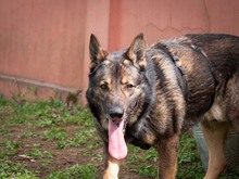 ARCOS, Hund, Deutscher Schäferhund-Mix in Rumänien - Bild 15