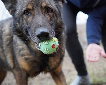 ARCOS, Hund, Deutscher Schäferhund-Mix in Rumänien - Bild 2