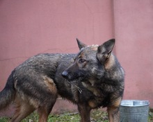 ARCOS, Hund, Deutscher Schäferhund-Mix in Rumänien - Bild 3