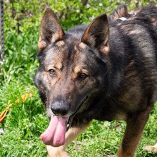 ARCOS, Hund, Deutscher Schäferhund-Mix in Rumänien - Bild 4