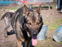 ARCOS, Hund, Deutscher Schäferhund-Mix in Rumänien - Bild 8