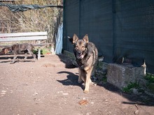 ARCOS, Hund, Deutscher Schäferhund-Mix in Rumänien - Bild 9