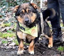 VOLTIK, Hund, Mischlingshund in Slowakische Republik