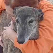 LIGERO, Hund, Galgo Español in Spanien