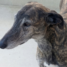 LIGERO, Hund, Galgo Español in Altomünster - Bild 13