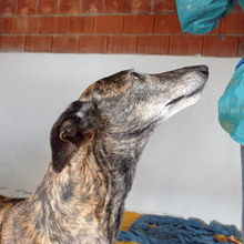 LIGERO, Hund, Galgo Español in Altomünster - Bild 14