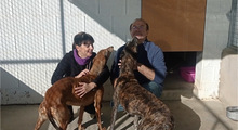 LIGERO, Hund, Galgo Español in Altomünster - Bild 15