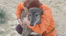 LIGERO, Hund, Galgo Español in Altomünster - Bild 3