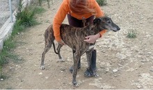 LIGERO, Hund, Galgo Español in Altomünster - Bild 6