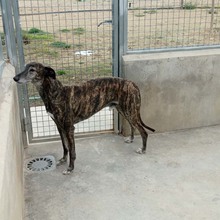 LIGERO, Hund, Galgo Español in Altomünster - Bild 8