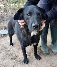 MO, Hund, Mischlingshund in Rumänien - Bild 3