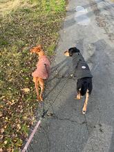 PITUFINA, Hund, Podenco in Hemslingen - Bild 2