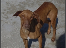 PITUFINA, Hund, Podenco in Hemslingen - Bild 3