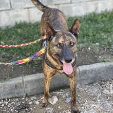 FRODO, Hund, Holländischer Schäferhund-Mix in Spanien - Bild 2