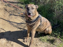 FRODO, Hund, Holländischer Schäferhund-Mix in Spanien - Bild 3