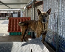 FRODO, Hund, Holländischer Schäferhund-Mix in Spanien - Bild 6