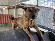 FRODO, Hund, Holländischer Schäferhund-Mix in Spanien - Bild 8