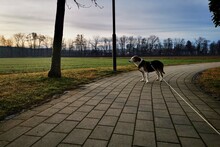 SOPHIE, Hund, Mischlingshund in Wiesbaden