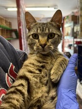 ENZO, Katze, Hauskatze in Ungarn - Bild 3