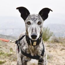 FARRET, Hund, Galgo Español in Spanien - Bild 1