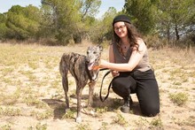 FARRET, Hund, Galgo Español in Spanien - Bild 10