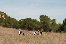 FARRET, Hund, Galgo Español in Spanien - Bild 11