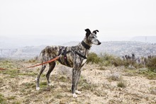 FARRET, Hund, Galgo Español in Spanien - Bild 2