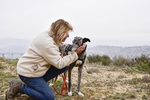 FARRET, Hund, Galgo Español in Spanien - Bild 3