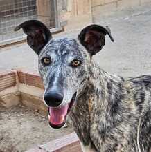 FARRET, Hund, Galgo Español in Spanien - Bild 4