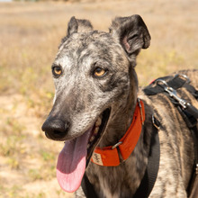 FARRET, Hund, Galgo Español in Spanien - Bild 6