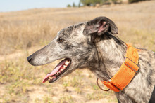 FARRET, Hund, Galgo Español in Spanien - Bild 7