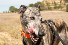 FARRET, Hund, Galgo Español in Spanien - Bild 9