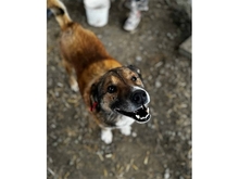BIM, Hund, Mischlingshund in Rumänien