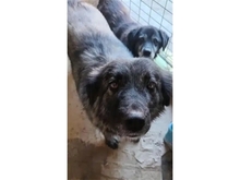 LAYLA, Hund, Mischlingshund in Rumänien