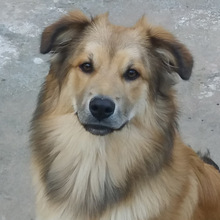 FANCHITO, Hund, Sheltie-Collie-Schäferhund-Mix in Spanien